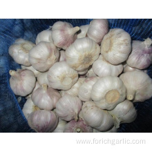 Normal White Garlic Has Purple Stripes In Skin